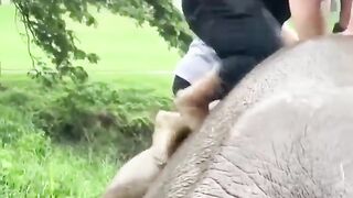 Rescuing Mom Elephant from Heart Attack