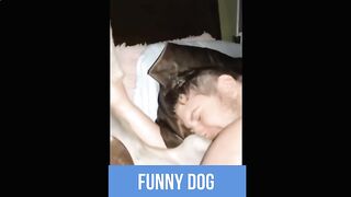 Dog Enjoying with Boss