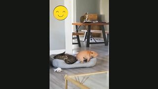 Cute Cat and Dog Together