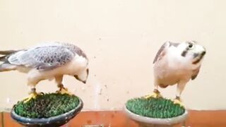 Shaheen falcon, fun falcon, the falconry
