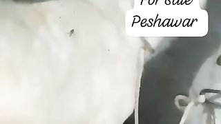 Top quality goats for sale in Pakistan