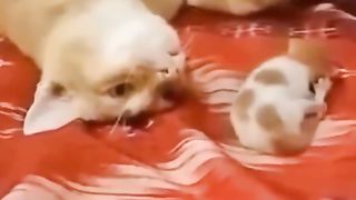 Ketika Kocheng Oyen Disuruh Menjaga Kitten