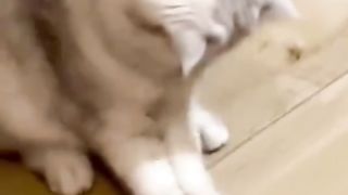 Akibat Kegemukan Mbuuul Tidak Bisa Ambil