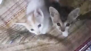 Beautiful cat