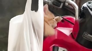 Kocheng Ikut Meneduh Dari Hujan