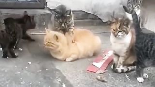 Bos Oyen mah Bebas
