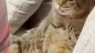 Biji Telor Khoceng Belang Gatal