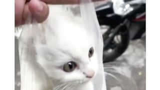 Cute cats