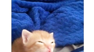 This cats so funny