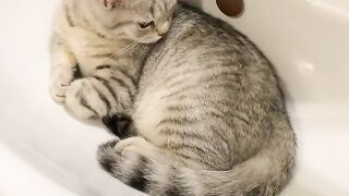 Omg this cat's so cute????????