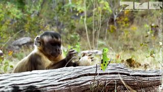 Monkey Cracks Nut - what could go wrong?