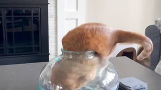 Funny Cat - Orange cat are special