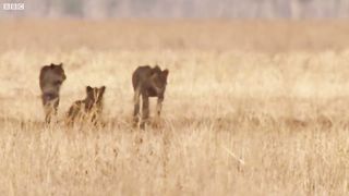 Lions Attempt to Take Down a Bull | The Hunt | BBC Earth