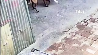 A smart dog prevented a fire