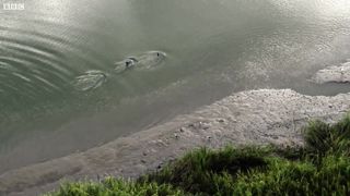 Smart Dolphins Beach their Prey | The Hunt | BBC Earth