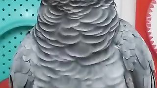 Сама придумала и пою
