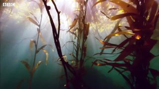Sarcastic Fringehead Fights For Territory | Life | BBC Earth