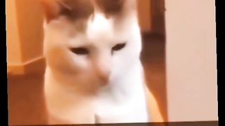 Funny animals