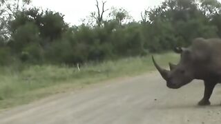 ????Rhino Attack car ????