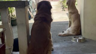 Golden Life