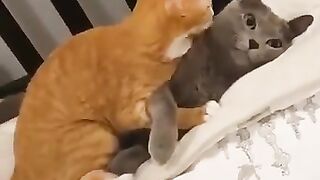 cute cat couple doing romance