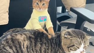 Funny Cat - Massage time