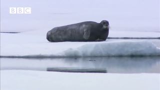 Unique footage of polar bear hunting bearded seal.