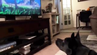 A dog cries while watching a legendary scene from our childhood