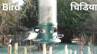 Beayutiful Bird flyying and song.