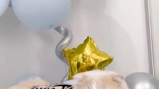 My cats birthday party ????