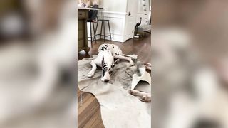 Epic Great Dane Compilation Laughing at Hilarious Mishaps