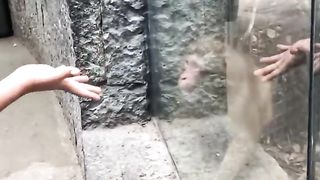 Monkey reaction to magic __ funniest reaction on magic __ #shorts #shortvideo #monkey