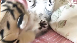 Cute playful funny cats