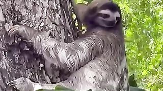 A Mothers  mama and baby sloth #cute #baby #animals thanks for subscribing   #playboytramaine