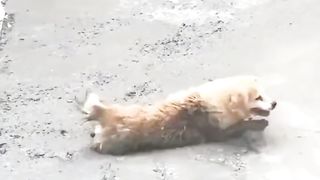 Unusual Animal Behavior
