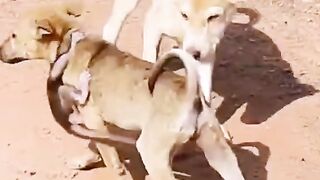 The monkey child doesn't want to be separated from the dog