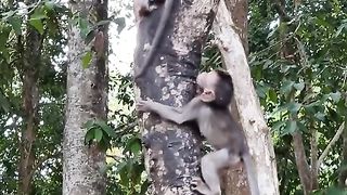 tree climbing race
