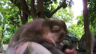 Crazy monkey mother, her child was bitten
