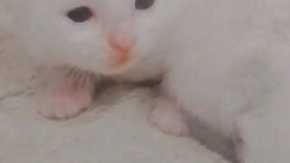 Cute cats