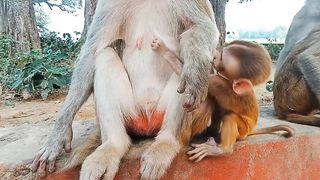 sulking, asking for milk not to be given by mother