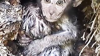 caught in a rain of baby monkeys