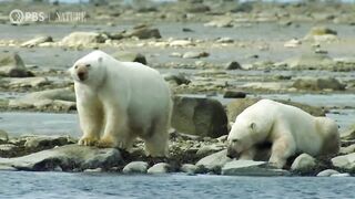 Polar Bears Hunt Beluga Whales