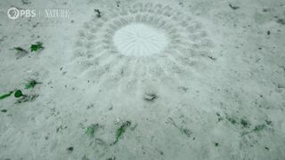 Pufferfish Builds Sand Sculpture for Mating