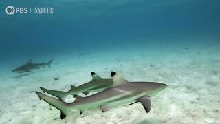 Spy Octopus Helps Friend Hide From Shark