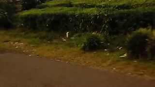 Gunung kerinci