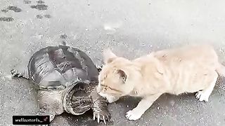Felines are known to possess exceptional neural processing capabilities that enable them to achieve remarkable reaction times.