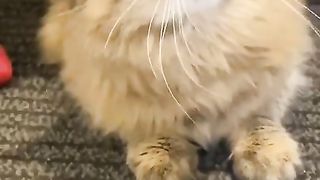 Cute time my cat xixixi