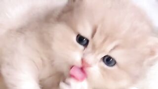 Cute cats