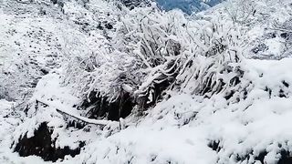 Snowfall  jk