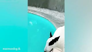 Funny Dog Videos #1